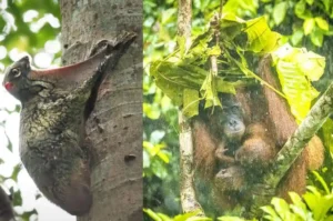 Wildlife in Bukit Lawang