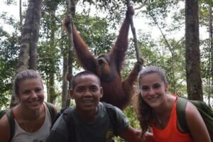 Orangutans in Indonesia living in the tropical rainforest