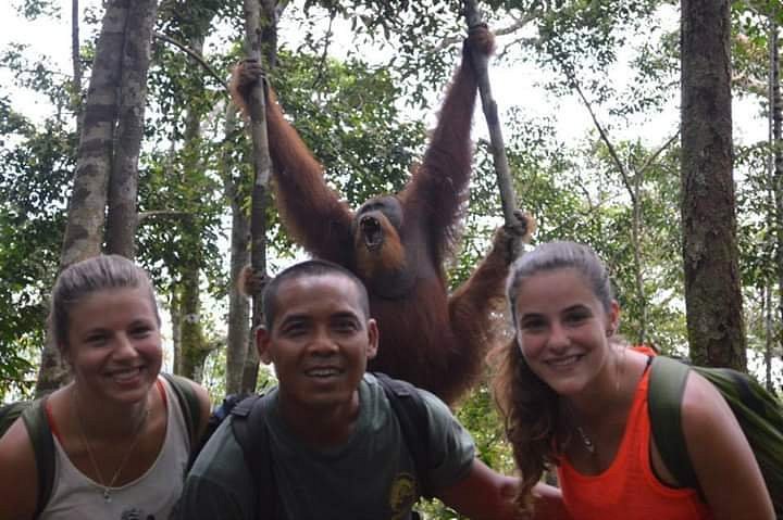 Orangutans in Indonesia living in the tropical rainforest
