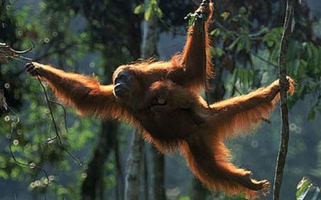 Orangutan native to Kalimantan, Indonesia, sitting in a tree