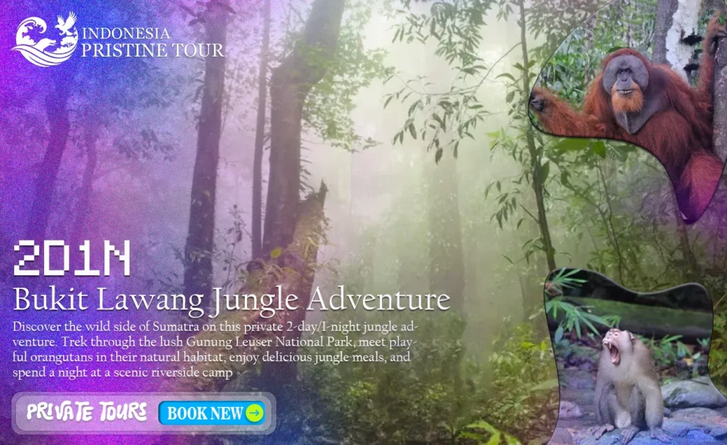 Bukit Lawang Jungle Adventure offers an immersive trekking experience through the lush rainforest of Gunung Leuser National Park, home to wild orangutans and rich wildlife.