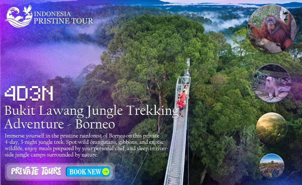 4D3N Bukit Lawang Jungle Trekking Adventure - Borneo