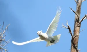 Borneo bird watching tours in tropical rainforest