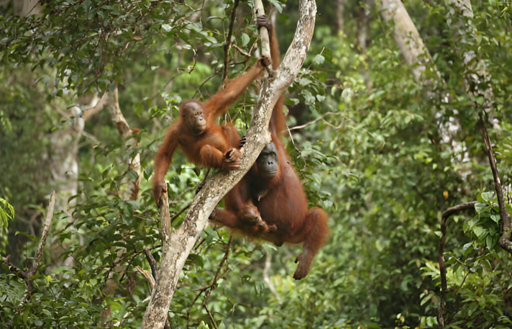 Borneo Eco-Tourism – Orangutans in Rainforest Habitat