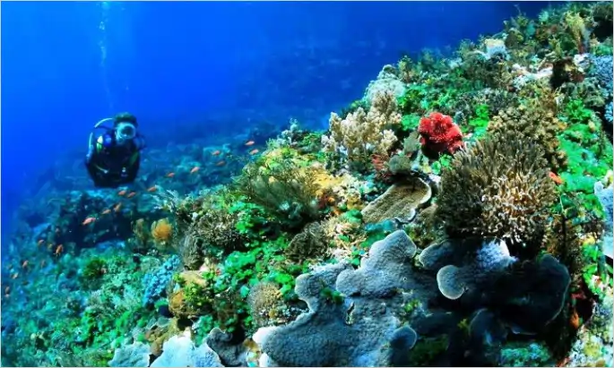 Exploring Alor Pantar Strait Marine Park, Indonesia – vibrant coral reefs and diverse marine life