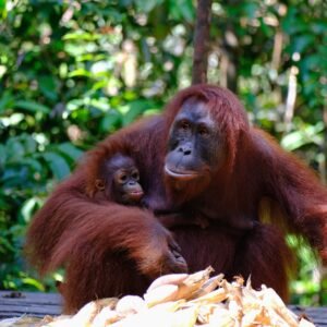 Fascinating physical and behavioral characteristics of orangutans in their natural rainforest habitat