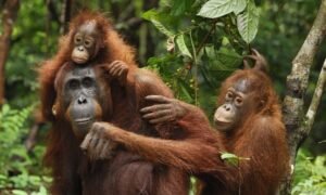 Learn unique facts about orangutans in their rainforest habitat in Indonesia
