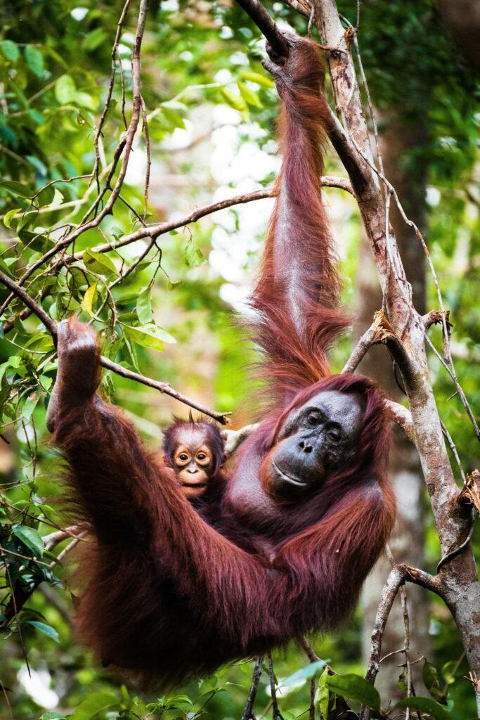 Indonesian orangutan species living in the rainforests of Sumatra and Borneo