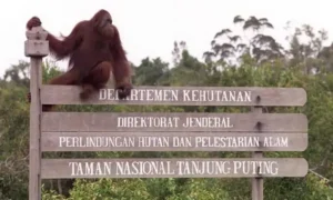 Travel tips for visiting Tanjung Puting National Park in Central Kalimantan, Indonesia