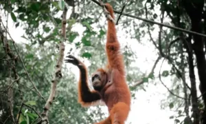 Orangutans in the wild at Tanjung Puting National Park, Kalimantan, Indonesia