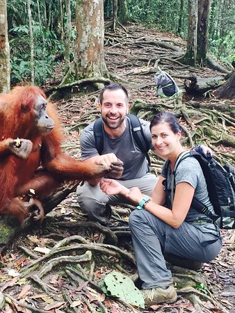 Eco-tourism experience with orangutans in Indonesia