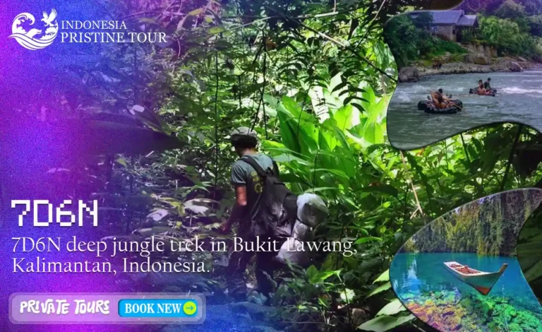 7D6N deep jungle trek in Bukit Lawang, Kalimantan, Indonesia