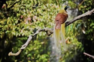 Authentic Raja Ampat experience connecting with local villages and island life