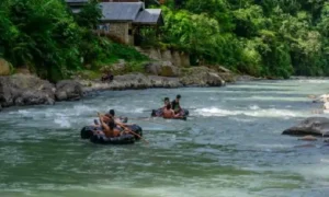 Wild orangutan in Bukit Lawang rainforest during jungle trekking experience