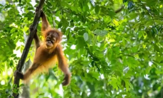 Jungle camping near wild orangutans in Bukit Lawang, Sumatra rainforest.