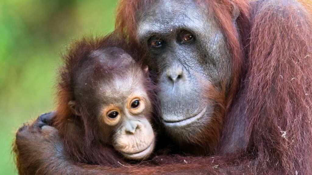 Orangutan in Gunung Leuser National Park on an orangutan trip
