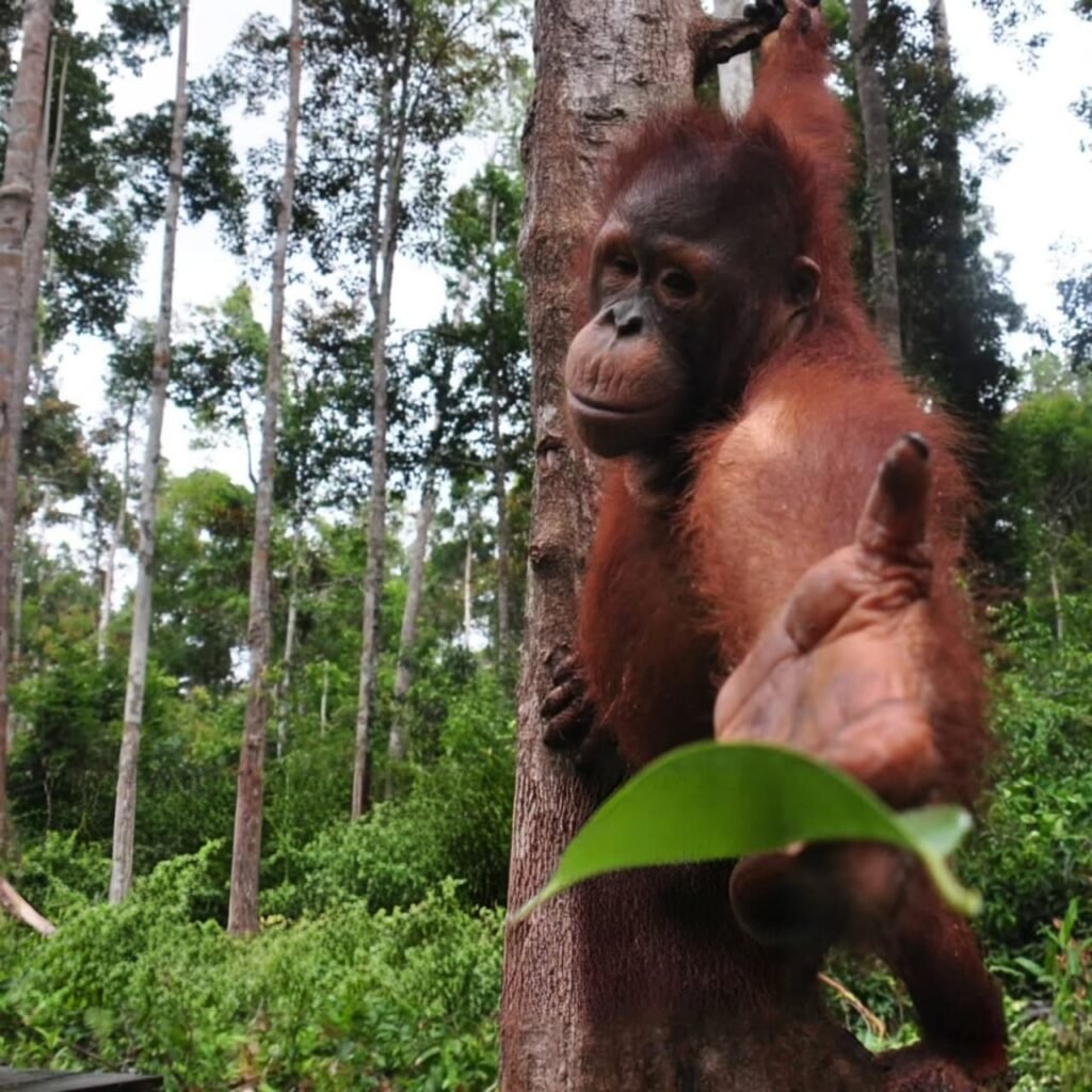 Wildlife view of orangutan on an ethical Orangutan Tour in Borneo