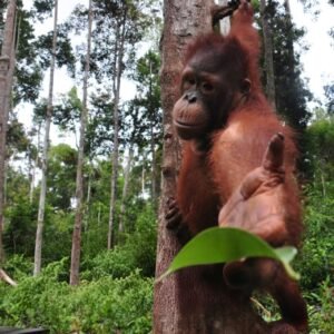Wildlife view of orangutan on an ethical Orangutan Tour in Borneo