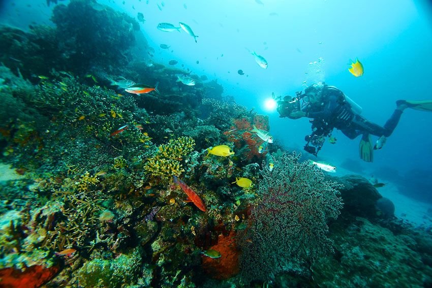 Raja Ampat diving guide featuring vibrant coral reefs and marine life