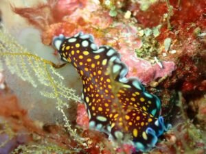 Raja Ampat Under Water-Raja