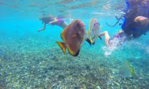 Exploring Raja Ampat for non-divers with island hopping, snorkeling, and nature experiences